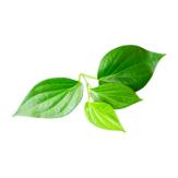 Betel Leaf (Sirih) Feminine Soap Manufacturer Malaysia