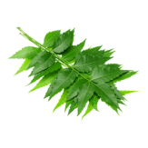 Neem Leaves Soap Cleansing Purifying Manufacturer Malaysia
